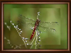 Rhinestone decoration kit KC-1068 "Flight of dragonfly"