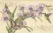 35237 Counted cross stitch kit DIMENSIONS "Orchids & Hummingbird"