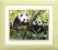 Cross-stitch kit №505 "Pandas"