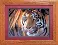 Cross-stitch kit №469 "Tiger"