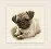PN-0169650 Vervaco "Pug dog"