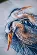 PN-0185890 Набор для вышивки крестом Lanarte, 36х43, аида 14, Great blue herons. Catalog. Kits
