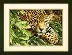 70-35300 Набор для вышивания крестом DIMENSIONS Leopard in Repose "Отдыхающий леопард". Catalog. Kits