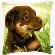 PN-0150689 Набор для вышивания крестом (подушка) Vervaco Rottweiler Puppy "Щенок ротвейлера". Catalog. Kits